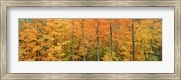 Trees in a forest, Memorial State Forest, New York State Fine Art Print