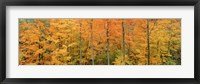 Trees in a forest, Memorial State Forest, New York State Fine Art Print