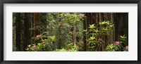 Redwood trees with pink flowers, Redwood National Park Fine Art Print