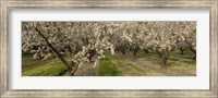 Almond Trees In A Row, Sacramento Fine Art Print
