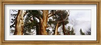 Pine trees in the forestn Sierra Nevada Fine Art Print