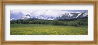 Wildflowers in a field with mountains, Montana Fine Art Print