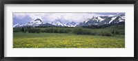 Wildflowers in a field with mountains, Montana Fine Art Print