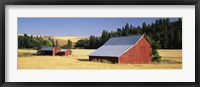 Farmhouses in a wheat field, Washington State Fine Art Print