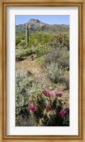 Organ Pipe Cactus, Arizona Fine Art Print