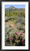 Organ Pipe Cactus, Arizona Fine Art Print