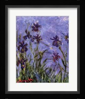 Iris Fine Art Print
