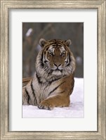 Siberian Tiger in the Snow Fine Art Print