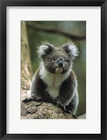 Koala on a Tree Fine Art Print
