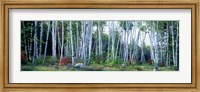 Downy birch trees in a forest, New Hampshire Fine Art Print