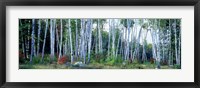 Downy birch trees in a forest, New Hampshire Fine Art Print