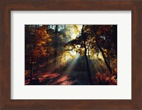 Magic Forest Light Fine Art Print