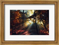 Magic Forest Light Fine Art Print