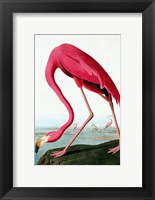 Flamingo Fine Art Print