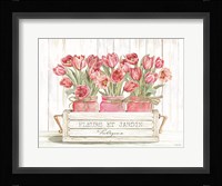 Trio of Pink Tulips Fine Art Print