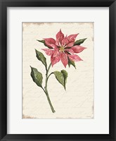 Poinsettia Botanical I Framed Print