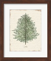 Cedar Botanical Fine Art Print