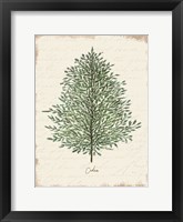 Cedar Botanical Framed Print