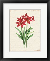 Red Amaryllis Botanical I Fine Art Print
