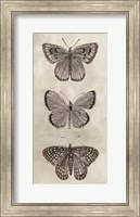 Antique Butterflies I Fine Art Print