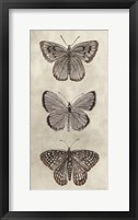 Antique Butterflies I Framed Print