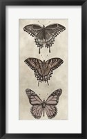 Antique Butterflies II Framed Print