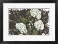 Hydrangeas in White Fine Art Print