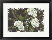Hydrangeas in White Fine Art Print