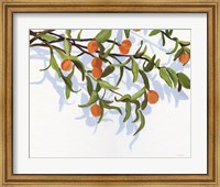 Kumquats Fine Art Print