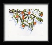 Kumquats Fine Art Print