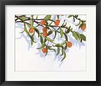 Kumquats Fine Art Print