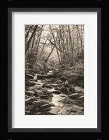 Alum Cave Trail Fine Art Print