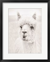 Clover the Alpaca Fine Art Print