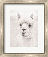 Clover the Alpaca Fine Art Print
