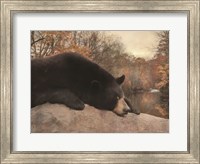 Don't Poke the Bear Fine Art Print