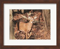 Deer on Alert Fine Art Print