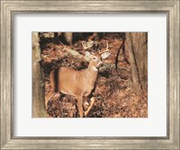 Deer on Alert Fine Art Print