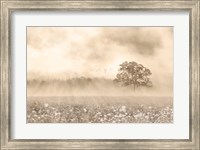 Foggy Wildflower Field Fine Art Print