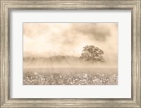 Foggy Wildflower Field Fine Art Print