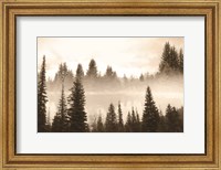 Fog in the Forest Fine Art Print