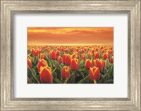 Tulips on Fire Fine Art Print