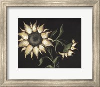 Sunflower on Black Fine Art Print