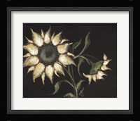 Sunflower on Black Fine Art Print