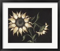 Sunflower on Black Fine Art Print