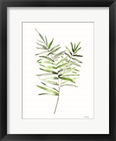 Leafy Stem 1 Framed Print