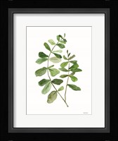 Leafy Stem 2 Framed Print
