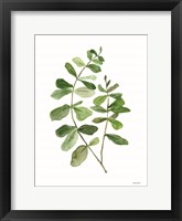 Leafy Stem 2 Framed Print