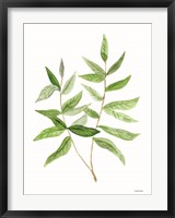 Leafy Stem 3 Fine Art Print