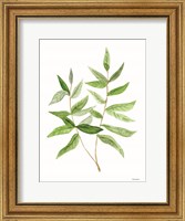 Leafy Stem 3 Fine Art Print
