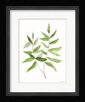 Leafy Stem 3 Framed Print